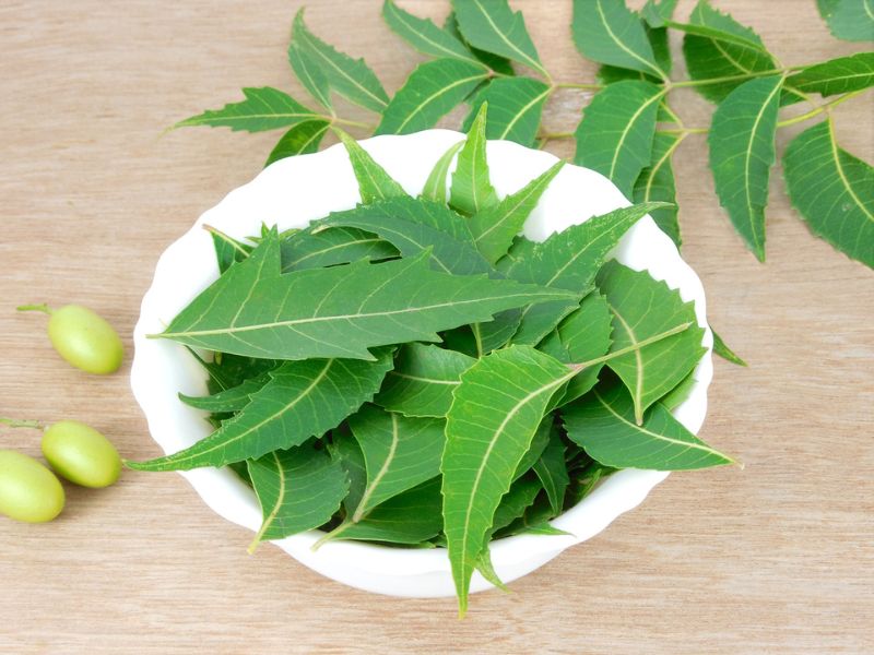 Neemblätter für Neem Pulver