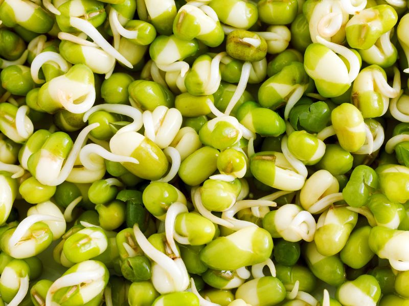 Mungbohnen bio Keimsprossen