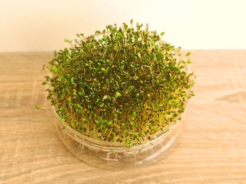 Alfalfasamen Sprossen in Keimlinge