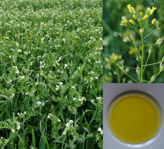 Leindotteröl (Camelina Sativa), kaltgepresst, hoher Omega-3 Gehalt angenehmer Geschmack