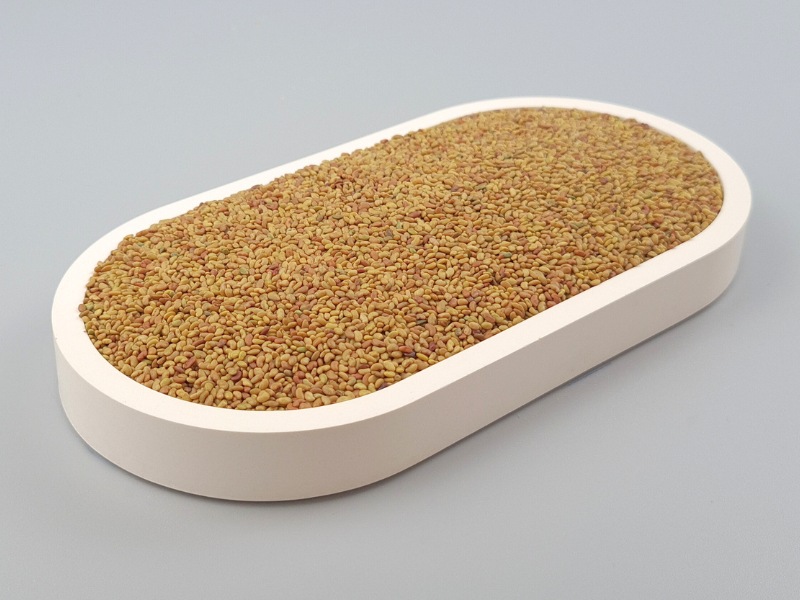Alfalfasamen, Bio, vegan, zum Keimen