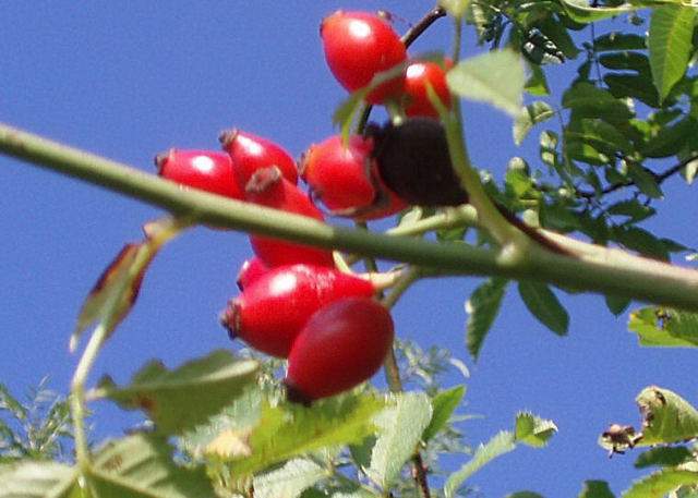 Hagebuttenschalen, geschnitten, natur (Rosa canina)