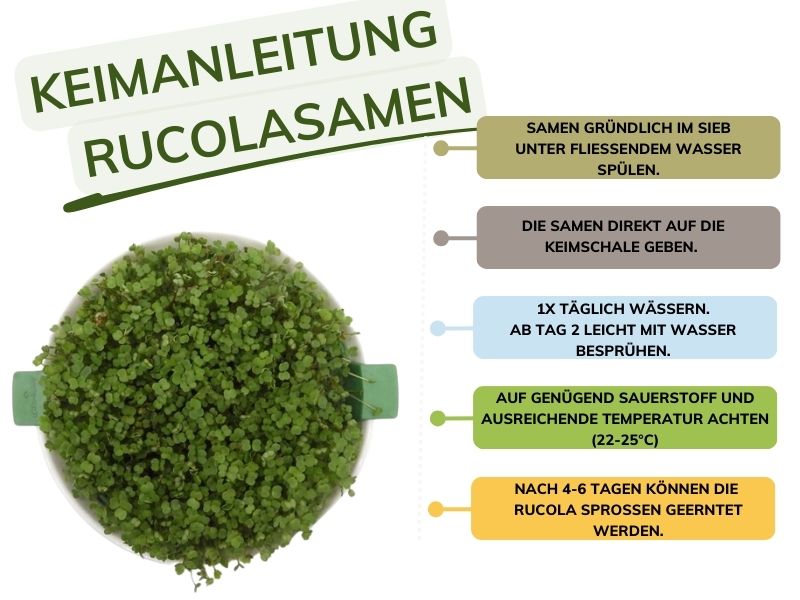 Rucolasamen keimen